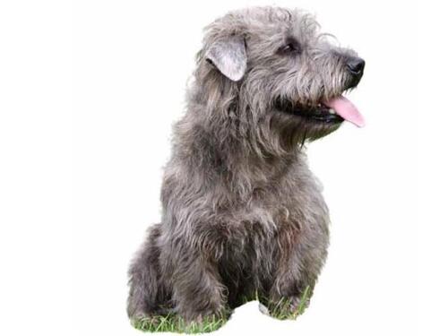 Glen of Imaal teriér