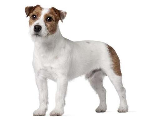 Jack Russell teriér