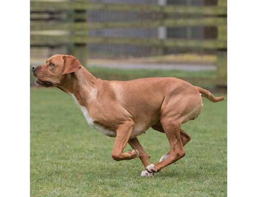 Portugalský stavač