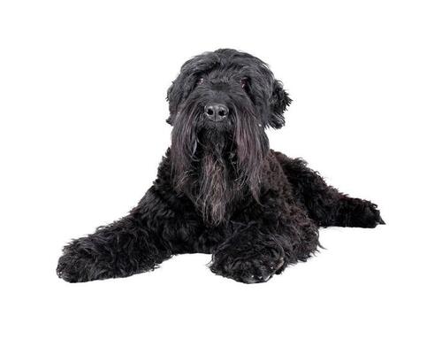 Ruský čierny teriér