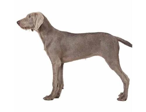 Slovenský hrubosrstý stavač