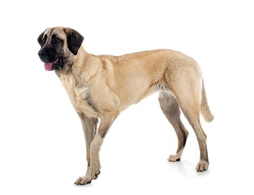 Turecký kangal