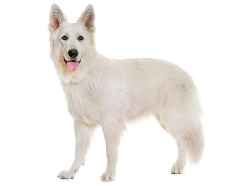Biely švajčiarsky ovčiak