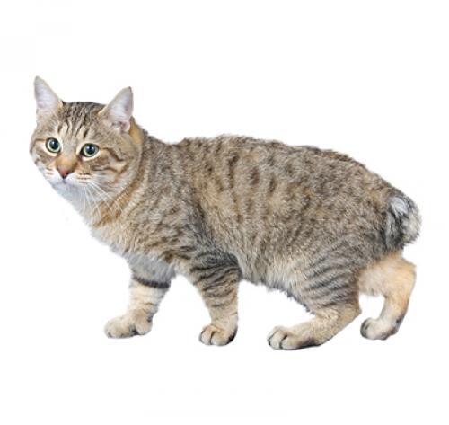 Japonský bobtail (dlhosrstý)