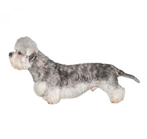 Dandie Dinmont teriér