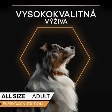 Austrálsky ovčiak s hnedým koženým obojkom hľadí nahor na tmavom pozadí s oranžovým šesťuholníkom, v rohu označenie PRO PLAN 