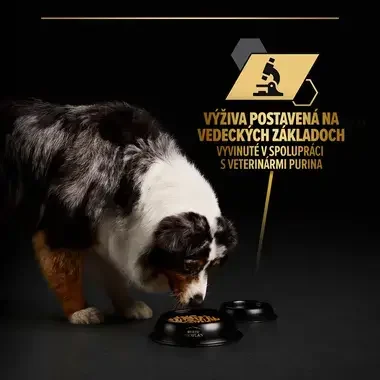 Austrálsky ovčiak žerie z čiernej misky PRO PLAN, s ikonou mikroskopu a textom o výžive postavenej na vedeckých základoch, vy