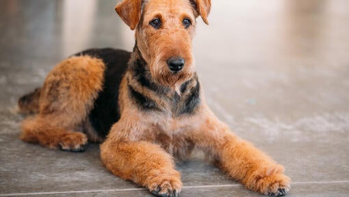 Airedale teriér leží na podlahe.