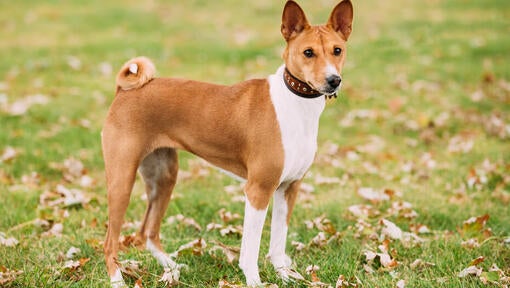 Hnedý basenji stojaci na tráve.