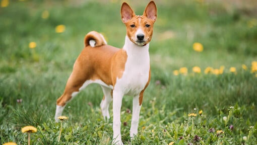 Hnedý basenji stojaci na tráve.