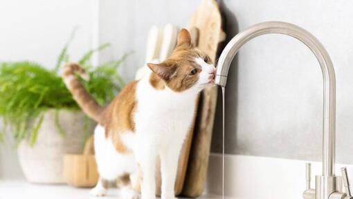 Svetlohnedá a biela mačka pije vodu z vodovodu.