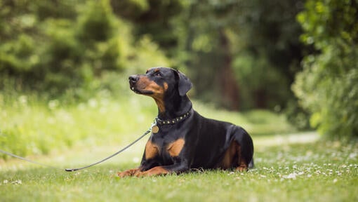 doberman ležiaci na tráve