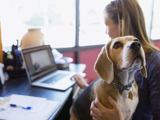 Beagle sedí majiteľke na kolenách, zatiaľ čo ona pracuje