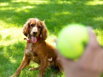 Pes sleduje tenisovú loptičku