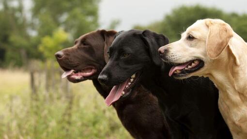 traja labradori stojaci spolu