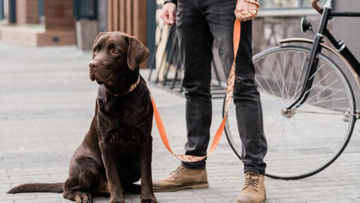 labrador stojaci vedľa svojho majiteľa