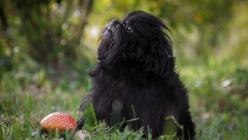 Affenpinscher v lese