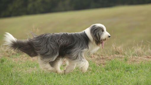 Bearded Collie na ihrisku