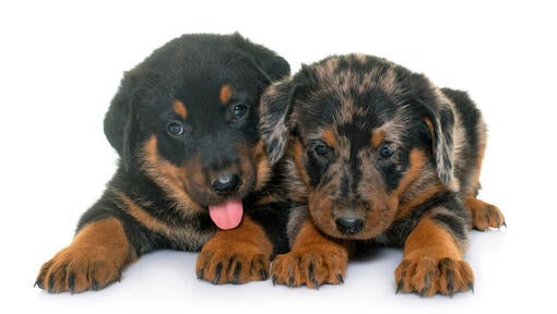 Beauceron