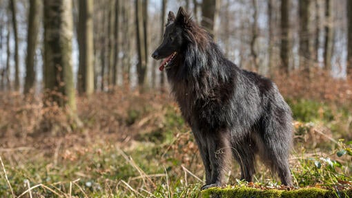 Belgický ovčiak groenendael
