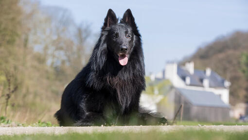 Belgický ovčiak groenendael