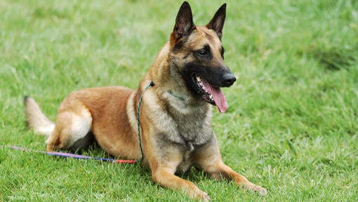 Belgický ovčiak malinois