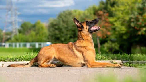 Belgický ovčiak malinois