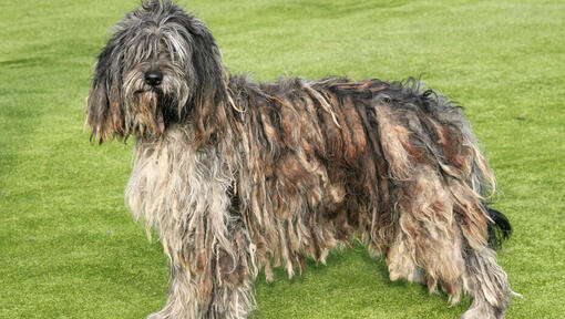 Bergamasco stojace na trávnatom poli