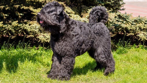Bouvier des Flandres stojaci na tráve