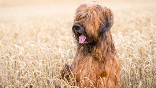 Briard sediaci na poli
