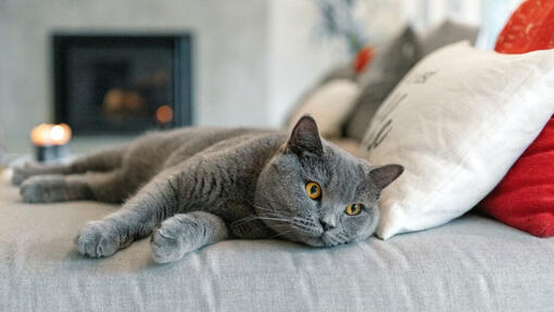 Britská krátkosrstá mačka driemajúca na pohovke