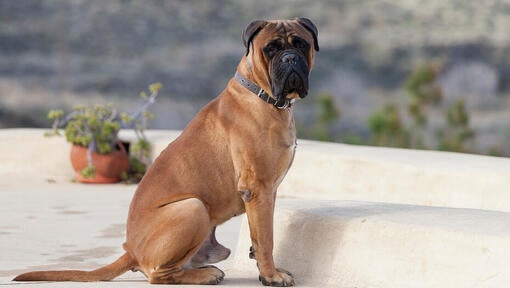 Bullmastiff sediaci na dvore