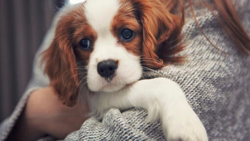 Cavalier King Charles španiel v rukách majiteľa