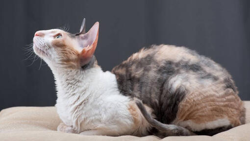 Mačka Cornish Rex leží na gauči
