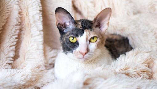 Mačka Cornish Rex leží na deke