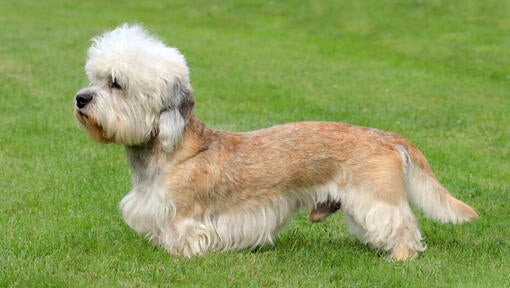 Dandie Dinmont teriér stojaci na tráve