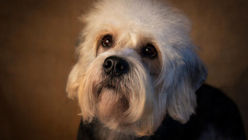 Dandie Dinmont teriér stojí a sleduje