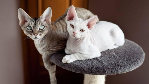 Dve mačky Devon Rex si spolu zdriemnu