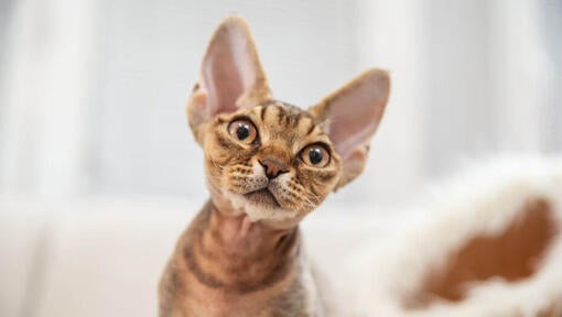 Mačiatko Devon Rex niekoho sleduje