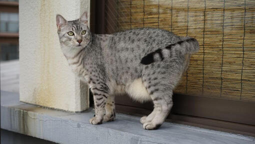 Gravidná egyptská mačka Mau sa prechádza po meste