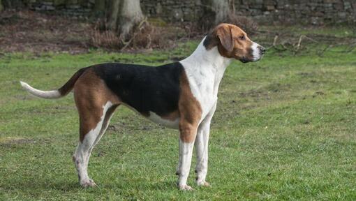 Foxhound stojaci na tráve