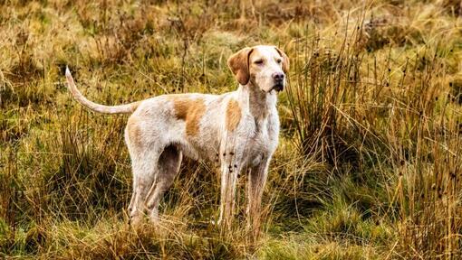 Foxhound na poliach