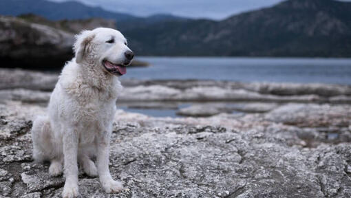 Maďarský kuvasz stojí na pláži pri jazere a lese