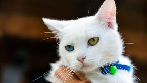 Japonský bobtail s krátkymi vlasmi sa na niekoho pozerá