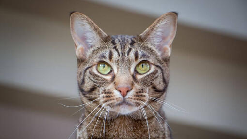 Ocicat sa zamyslene pozerá na niečo