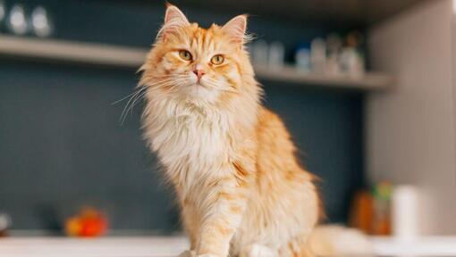 Perská dlouhosrstá kočka stojící v kuchyni