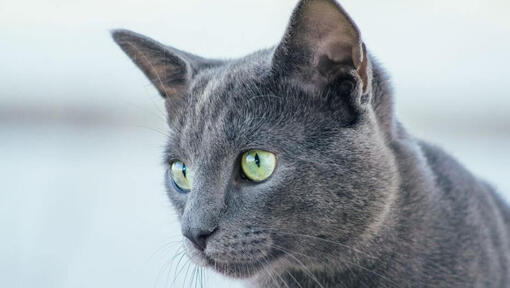 Ruská modrá kočka sledující okolí