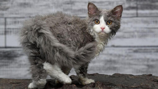 Mačka Selkirk Rex sa hravo pozerá