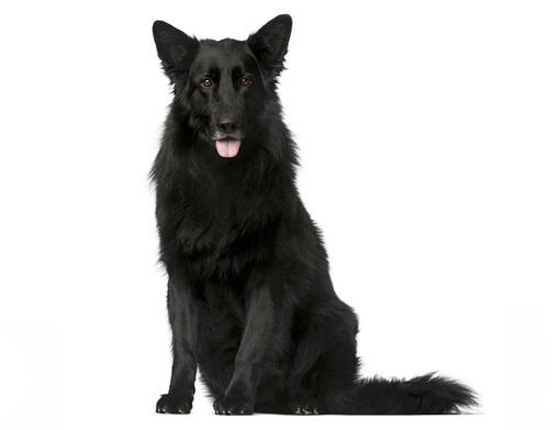 Belgický ovčiak groenendael