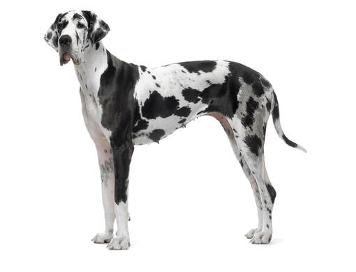 Nemecká doga